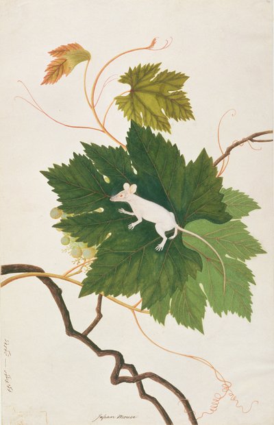 Ratón de Casa, de Dibujos de Animales, Insectos y Reptiles de Malaca, c.1805-18 de Chinese School